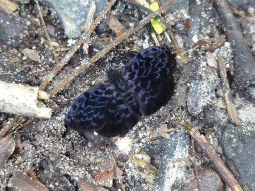 Cycloglypha sp.